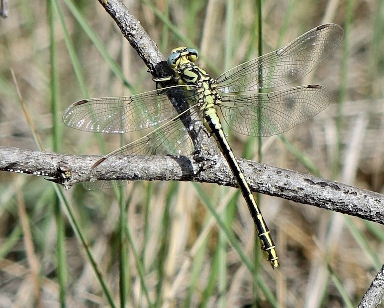 yellow clubtail
